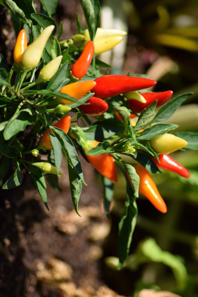 Das Bild zeigt eine Chili Pflanze. Zu sehen sind rote, gelbe und grüne Chilis.